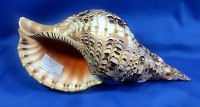 Charonia tritonis - PRODÁNO