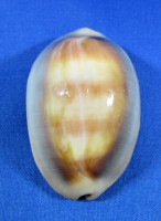 Lyncina ventriculus