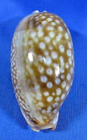 Macrocypraea zebra