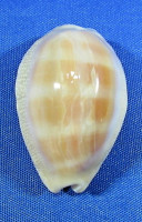 Lyncina carneola propinqua