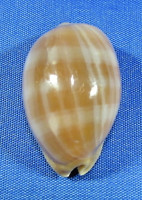 Lyncina carneola propinqua