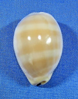 Lyncina carneola crassa