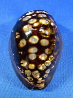 Mauritia mauritiana "dwarf"