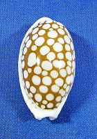 Cribrarula cribraria zadela