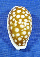 Cribrarula cribraria cribraria