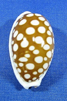 Cribrarula cribraria cribraria