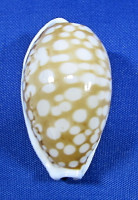 Cribrarula cribraria cribraria