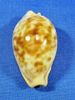 Propustularia surinamensis - PRODÁNO