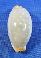 Staphylaea limacina limacina