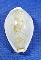 Naria boinvinii