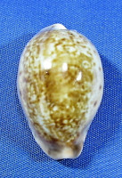 Zonaria zonaria
