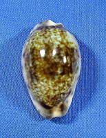 Zonaria zonaria