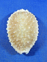 Nucleolaria granulata granulata