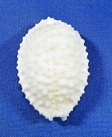 Nucleolaria granulata granulata