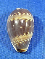 Palmadusta dilucum dilucum
