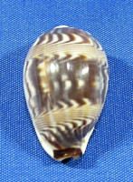 Palmadusta diluculum diluculum