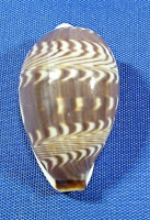 Palmadusta diluculum diluculum