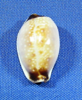 Erosaria gangranosa reentsii - PRODÁNO