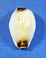 Erosaria gangranosa reentsii