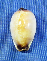 Erosaria gangranosa reentsii