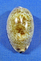 Erronea wredenburgi