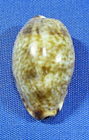 Erronea wredenburgi