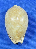 Erosaria spurca
