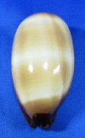 Talparia talpa