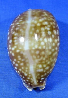 Macrocypraea cervus