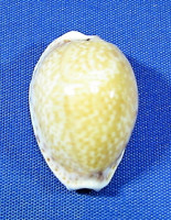 Naria acicularis