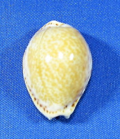Naria acicularis