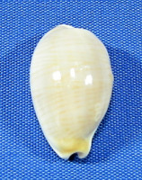 Palmadusta clandestina