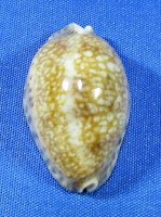 Pseudozonaria arabicula