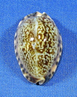 Pseudozonaria arabicula