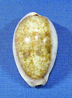 Contradusta bregeriana - PRODÁNO