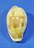 Contradusta bregeriana