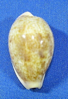 Contradusta bregeriana