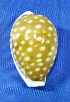Cribrarula exmouthensis rottnestensis