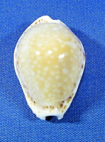 Erosaria cernica viridicolor - PRODÁNO