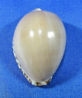 Notadusta angustata
