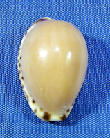 Notadusta angustata