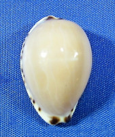 Notadusta angustata