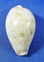 Contradusta walkeri
