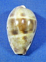 Contradusta walkeri