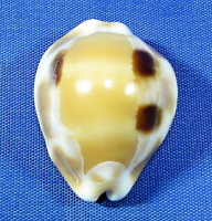 Luria tessellata