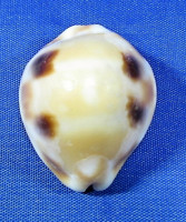 Luria tessellata
