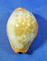 Erosaria citrina dauphiensis