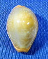 Erosaria citrina citrina