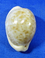 Cypraeaovula fuscorubra