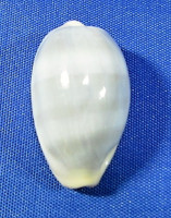 Erronea errones f. azurea